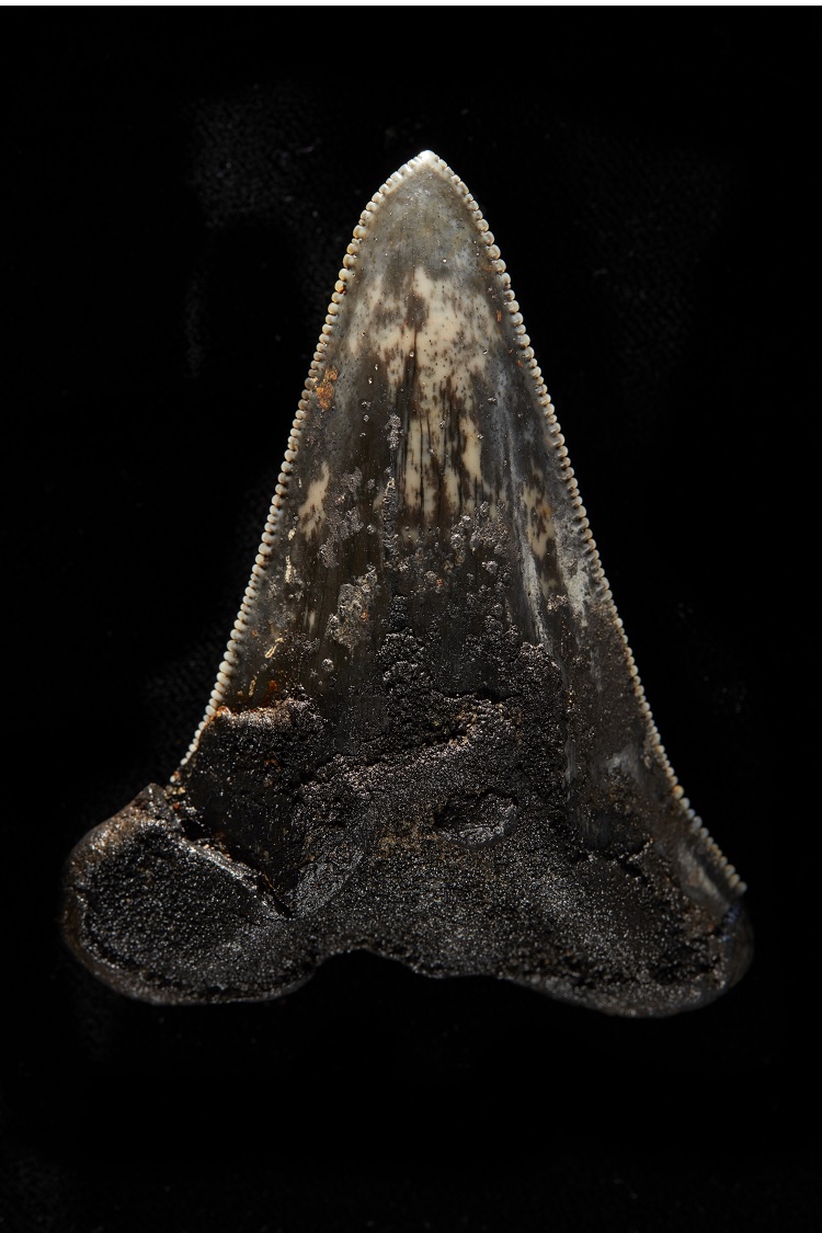 Dente de ancestral do megaladonte