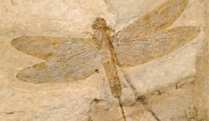 Fóssil de libélula