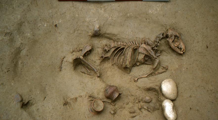 Esqueleto de animal encontrado junto com restos humanos