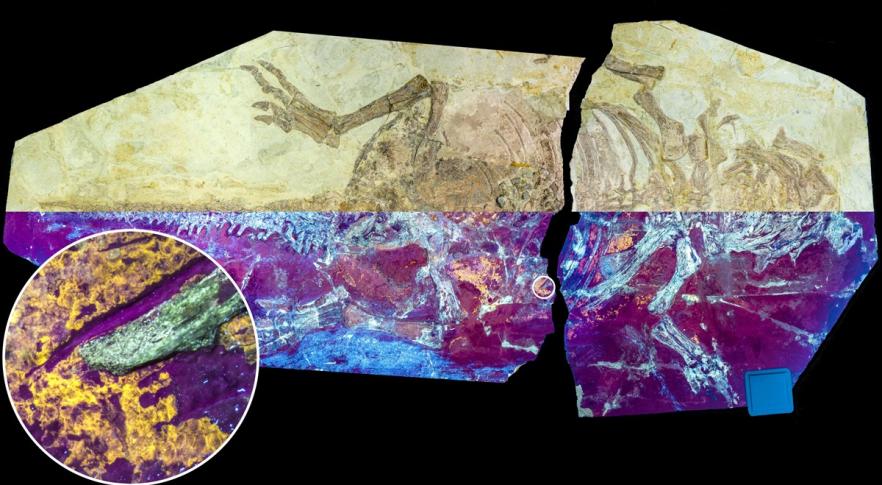 Fóssil de Psitacossauro