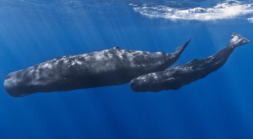 Baleias cachalotes