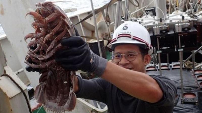 Pesquisadores encontram nova espécie de "barata gigante" no fundo do mar-0