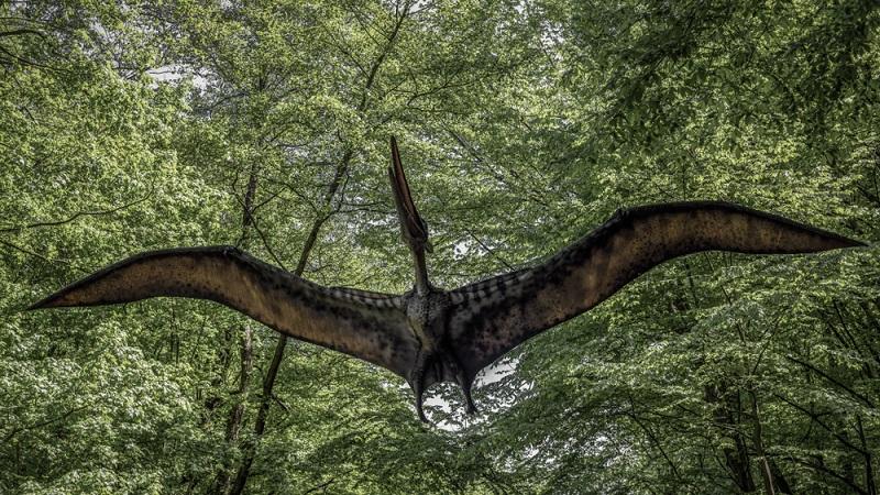 Cientistas brasileiros fazem história ao desvendar mistério da origem dos pterossauros-0