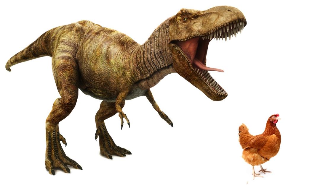As galinhas são mesmo descendentes do Tiranossauro rex?-0