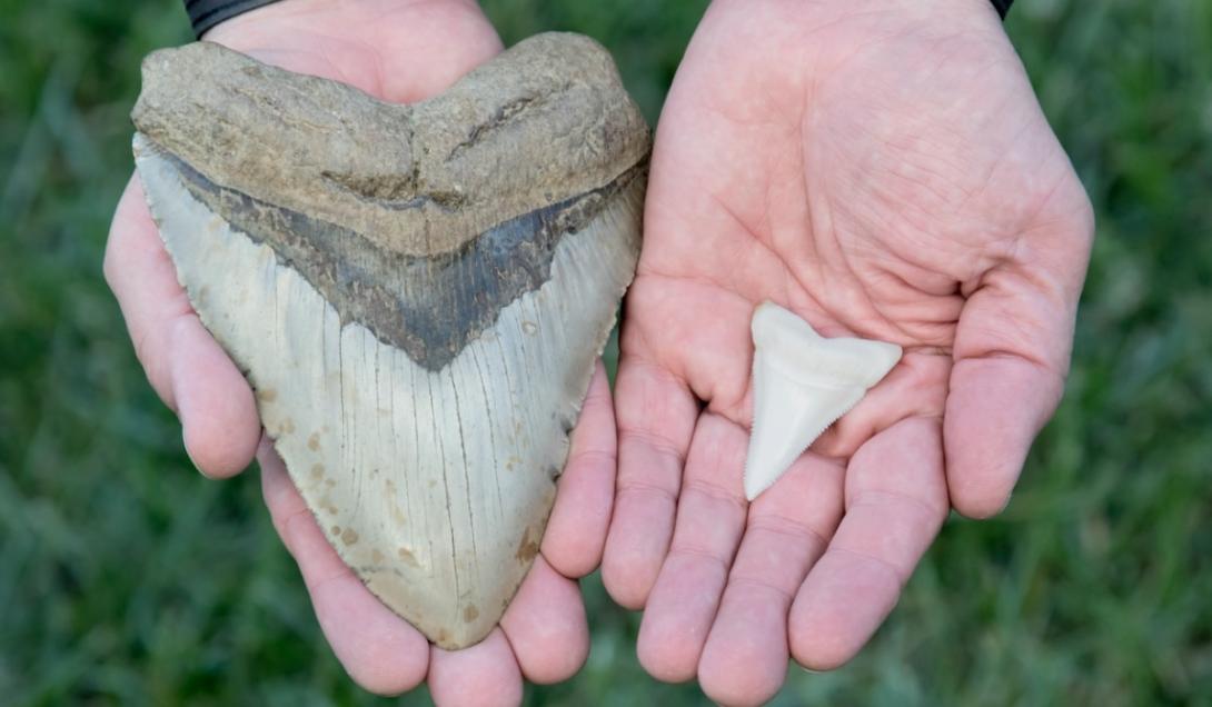 Cientistas descobrem fóssil de um gigantesco tubarão pré-histórico-0