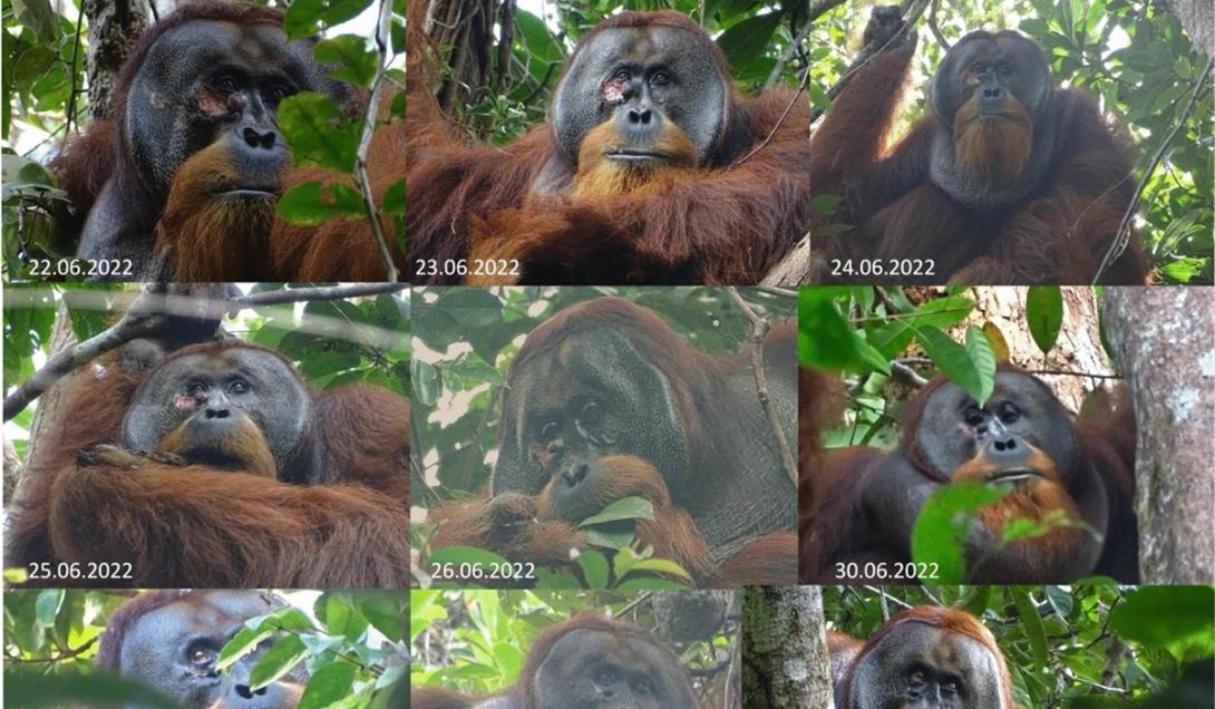 Inédito: Orangotango é visto aplicando planta medicinal em ferimento no rosto -0